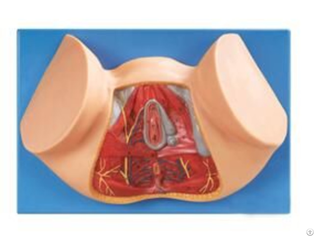 Jy A6120 Female Perineum Anatomy