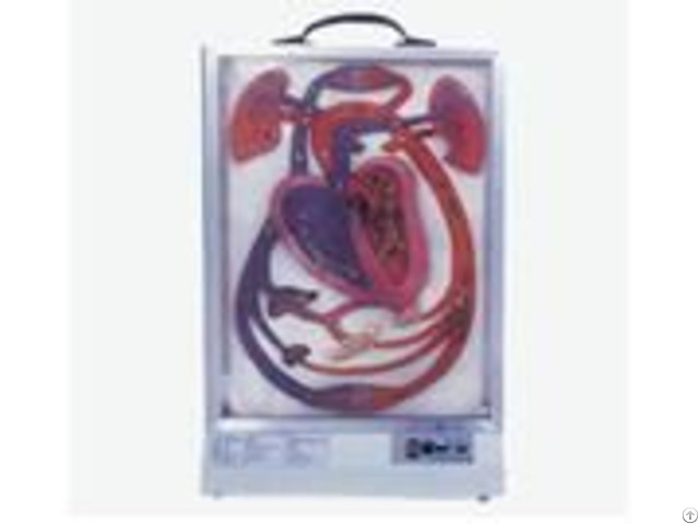 Jy A6022 Electronic Heart Best And Blood Circulation Model