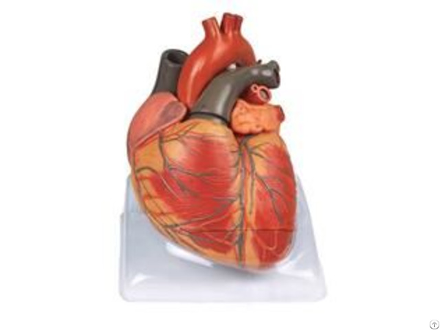 Jy A6024 Adult Heart Model