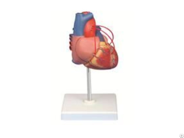 Jy A6025 Heart Model