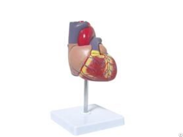 Jy A6026 Heart Model Life Size