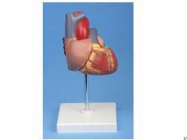 Jy A6027 Heart Model 2times Enlarged