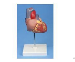 Jy A6027 Heart Model 2times Enlarged