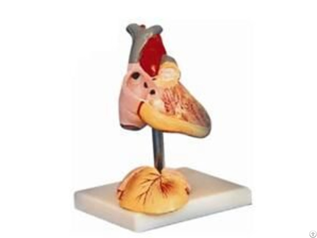 Jy A6028 Child Heart Model