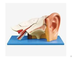 Jy A6036 Ear Anatomy