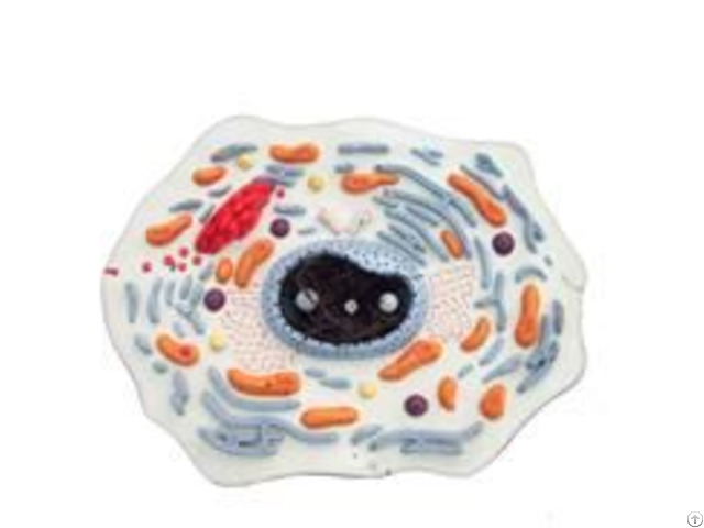 Jy A6048 Animal Cell Model