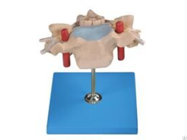 Jy A6053 Cervical Vertebra With Spinal Cord