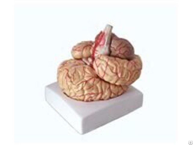 Jy A6061 Brain Model With Artery