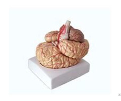 Jy A6061 Brain Model With Artery