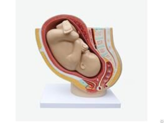 Jy A6138 Pelvis With Uterus In The Ninth Month Pregnancy