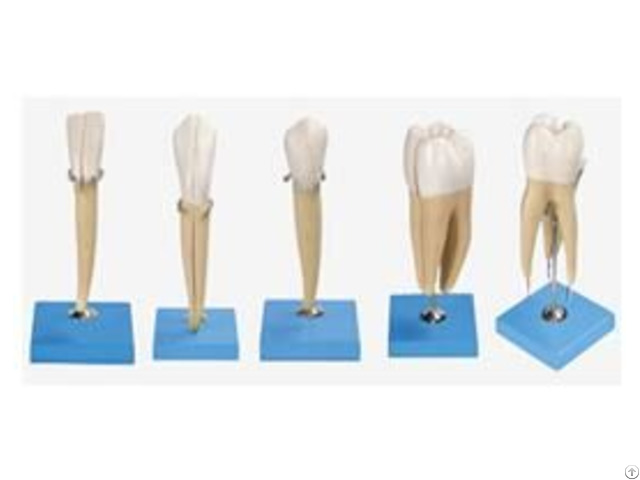 Jy B10004 Teeth Model