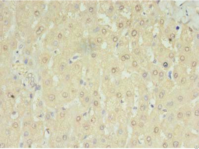 Mrm3 Antibody