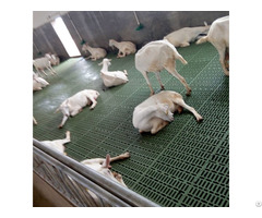Goat Farming Plastic Slat Floor