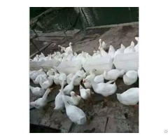 Duck Feeder Plastic Food Container