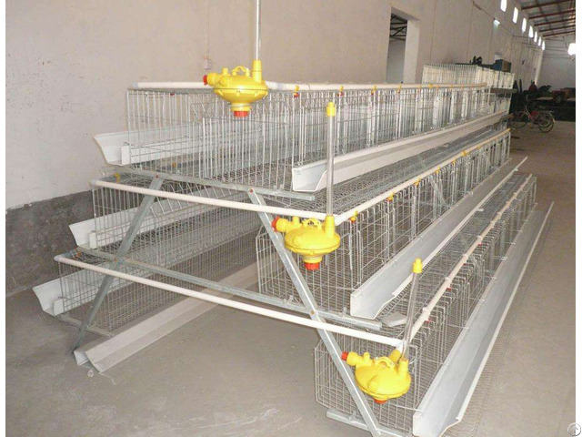 A Type Automatic Chicken Duck Cages