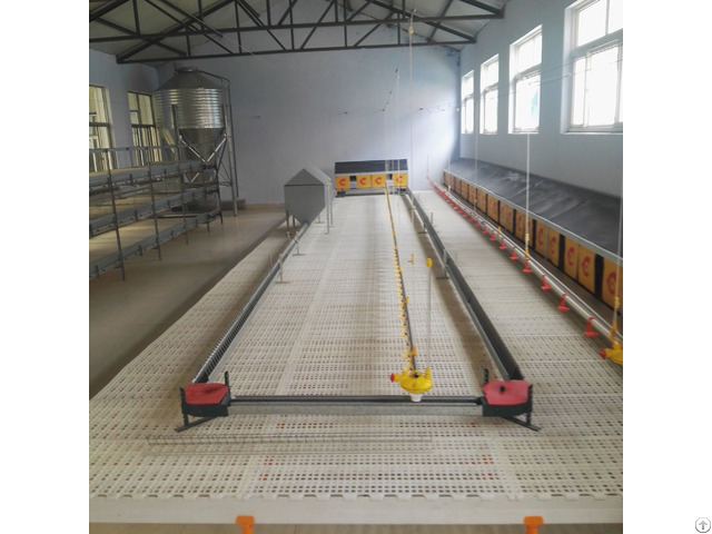 Broiler Chicken Chain Feeding System