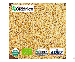 Amaranth Organic And Conventional