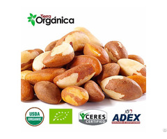 Brazil Nuts Organic And Conventional