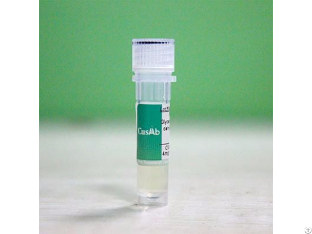 Recombinant Chlorocebus Aethiops Cxcr6