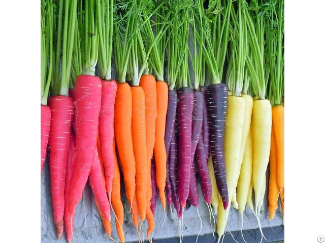 Fresh Carrot