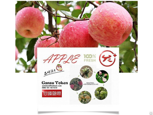 Fresh Apple Fuji Huaniu Red Dicious