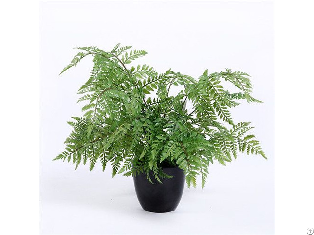 Fake Fern Bonsai