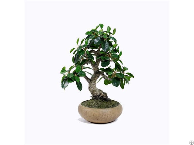 Artificial Ficus Microcarpa