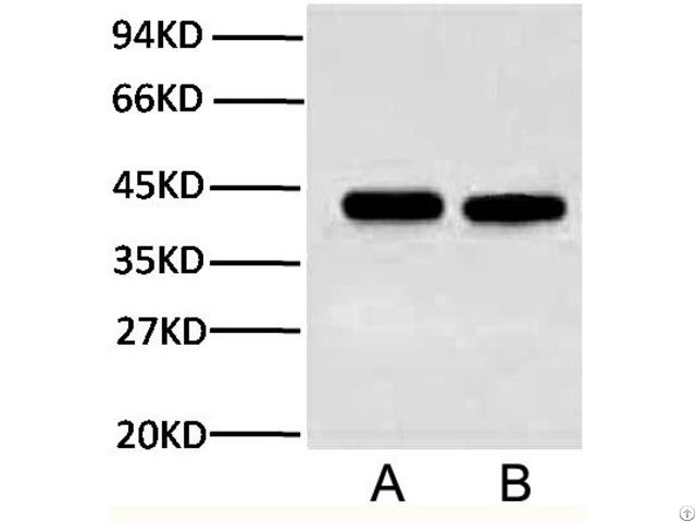 Anti Plant Actin Mouse Monoclonal Antibody 3t3 A01050 From Abbkine