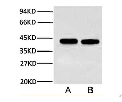 Anti Plant Actin Mouse Monoclonal Antibody 3t3 A01050 From Abbkine