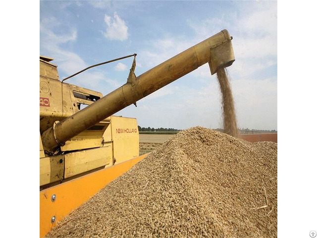 Soya Bean Feed