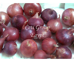 Red Onion Bulb