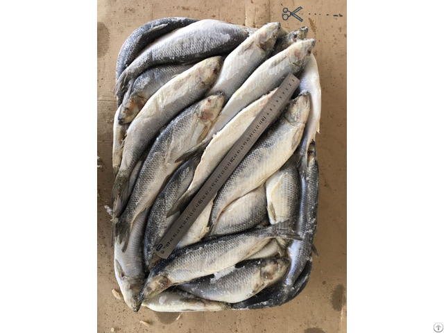 Baltic Herring Sprat Smelt