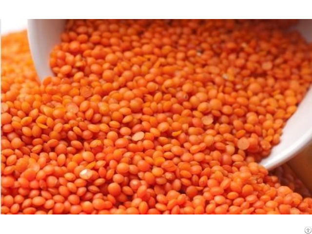 Organic Lentils