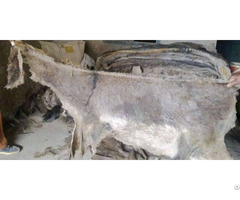 Animal Hides