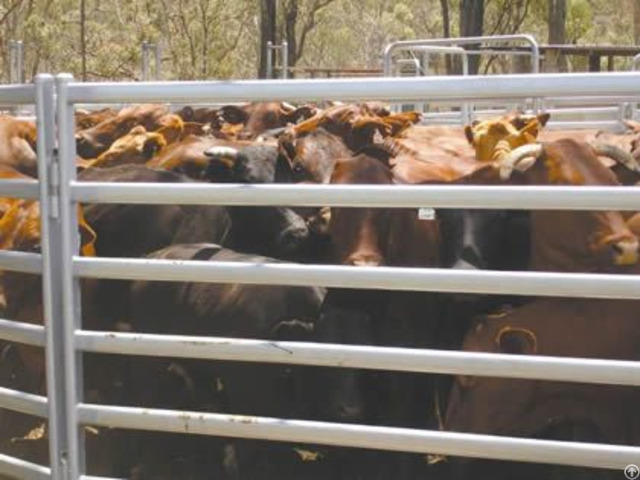 Cattle Corral Fence