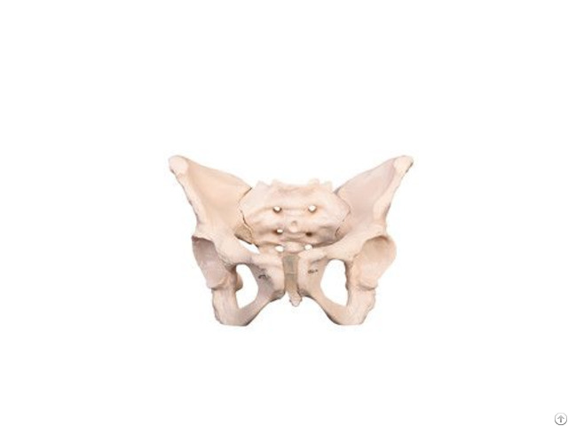 Life Size Medicial Adult Female Pelvis Skeleton Model School Supplies