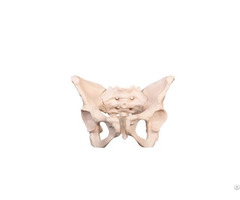 Life Size Medicial Adult Female Pelvis Skeleton Model School Supplies