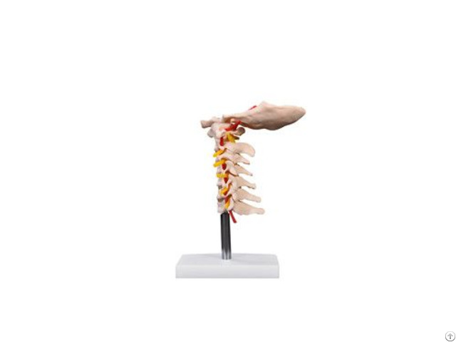 Life Size New Style Cervical Vertebral W Neck Artery Spine Models Wholesale