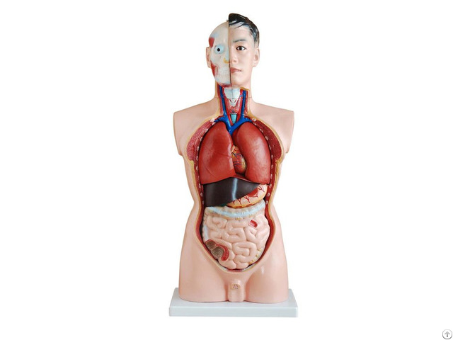 85cm High Quality Plastic Human Anatomy Torso Model 19 Parts Wholesale