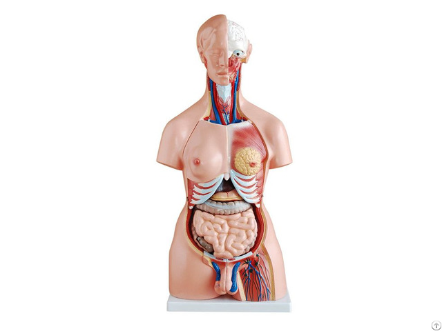 Reliable Quality Hot Sale Natural Size 85cm Human Anatomy Torso Model With 23 Parts
