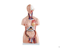 Reliable Quality Hot Sale Natural Size 85cm Human Anatomy Torso Model With 23 Parts