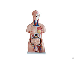85cm Hot Selling Colored Factory Direct Anatomical Model Of Human Body