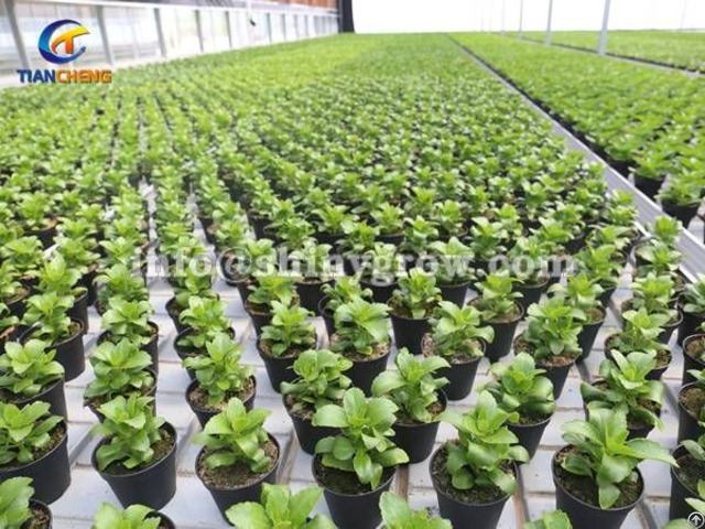 Ebb And Flow Benches For Greenhouse Hydroponic Cultivation