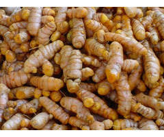 Organic Turmeric And Ginger Origin Viet Nam