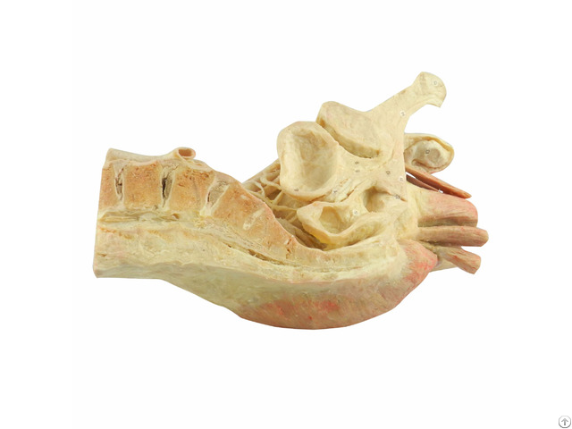 Median Sagittal Section Of Male Pelvis Human Plastination Specimen