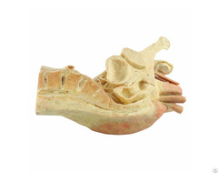 Median Sagittal Section Of Male Pelvis Human Plastination Specimen