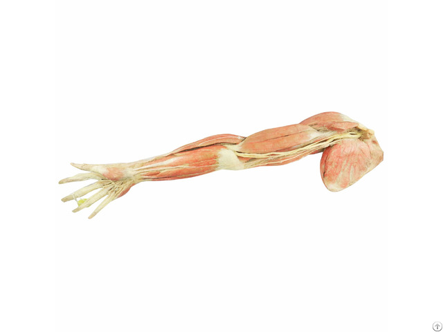 Superficial Upper Extremity Nerve Real Human Plastinated Specimens