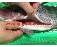 High Quality Tilapia Gs From China