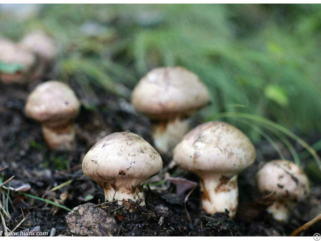 Agaricus Blazei Extract Powder