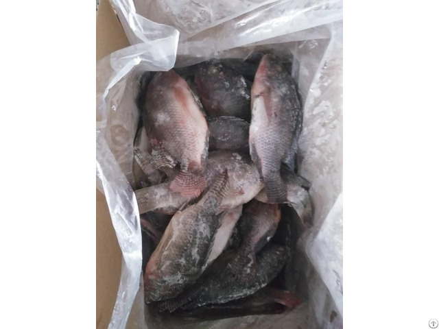 Frozen Black Tilapia Whole Round